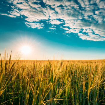 Sollio Agriculture : la cause agricole Sollio Agriculture : la cause agricole